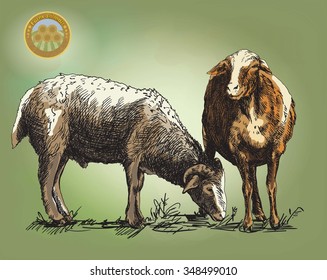 sheep breeding. sketch made by hand on a colored background