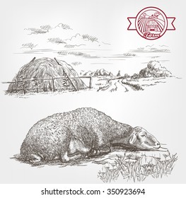 sheep breeding. sketch made by hand on a white background