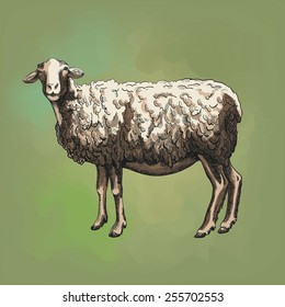 sheep breeding. vector sketch on a green background
