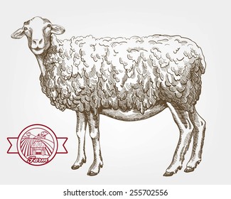 sheep breeding. vector sketch on a white background