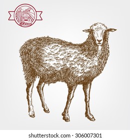 sheep breeding. vector sketch on a grey background