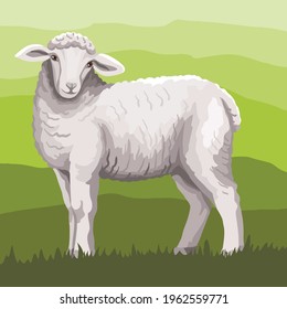 sheep breeding. a young lamb grazes in the meadow. vector illustration isolated on white background