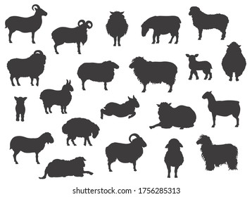 Sheep breeds black silhouettes collection. Farm animals set. Flat design. Vector illustration svg