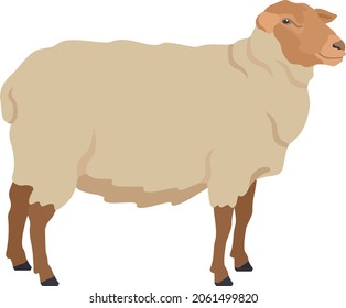 Sheep breeds Coburger Fuchsschaf Farm animals Flat vector illustration Isolated object set