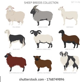 Sheep breeds collection 11. Farm animals set. Flat design. Vector illustration