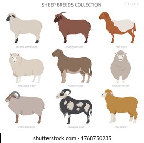 Sheep breeds collection 12. Farm animals set. Flat design. Vector illustration