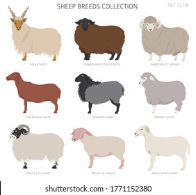 Sheep breeds collection 13. Farm animals set. Flat design. Vector illustration