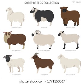 Sheep breeds collection 14. Farm animals set. Flat design. Vector illustration