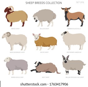 Sheep breeds collection 2. Farm animals set. Flat design. Vector illustration