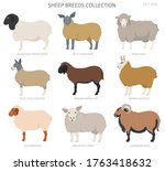 Sheep breeds collection 3. Farm animals set. Flat design. Vector illustration