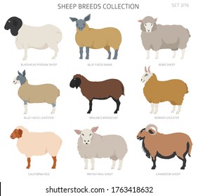 Sheep breeds collection 3. Farm animals set. Flat design. Vector illustration