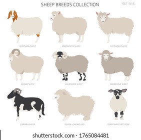 Sheep breeds collection 5. Farm animals set. Flat design. Vector illustration