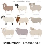 Sheep breeds collection 6. Farm animals set. Flat design. Vector illustration