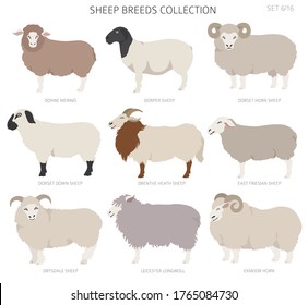 Sheep breeds collection 6. Farm animals set. Flat design. Vector illustration svg