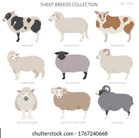 Sheep breeds collection 7. Farm animals set. Flat design. Vector illustration