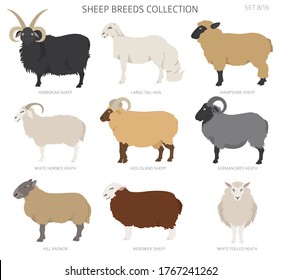 Sheep breeds collection 8. Farm animals set. Flat design. Vector illustration