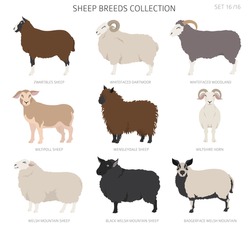 Sheep Breeds Collection16. Farm Animals Set. Flat Design. Vector Illustration