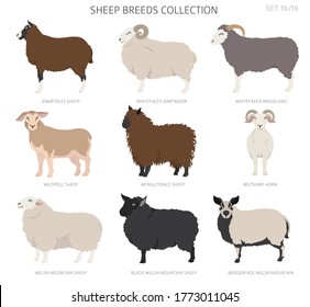 Sheep breeds collection16. Farm animals set. Flat design. Vector illustration