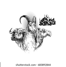 Sheep buffalo camel Poster Calligraphy of text of Eid Al Adha, Hand Drawn Sketch Vector illustration. 