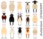 sheep chart with breeds name 