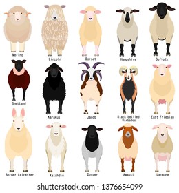 sheep chart with breeds name  svg