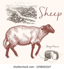 Sheep, cheese and rural landscape vector illustrations