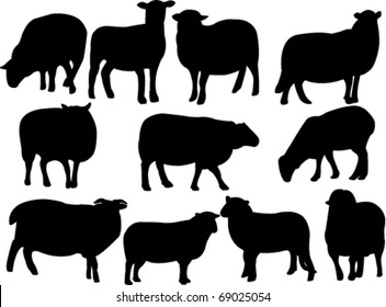 sheep collection - vector