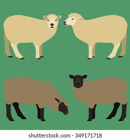 Sheep of different colors vector set.