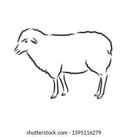 Sheep domestic animal, vector illustration sketch 