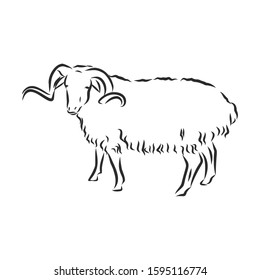 Sheep domestic animal, vector illustration sketch 