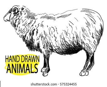 Sheep. Drawing by hand in vintage style. Wool.
