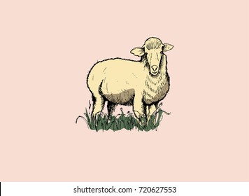 A sheep drawn by hand with green grass. Isolated