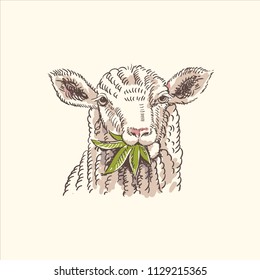 sheep eat cannabis leaf vintage