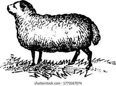 Sheep (Ewe), a female sheep, especially when fully mature., vintage line drawing or engraving illustration. 