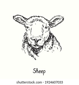 3,626 Sheep front view Images, Stock Photos & Vectors | Shutterstock