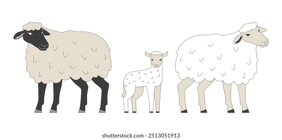 Família de ovelhas com bonitinhos personagens de desenhos animados 2D cordeiro. Setor da criação de animais de criação. Pequenos rebanhos de animais isolados vetor plano sobre fundo branco. Ilustração especial colorida