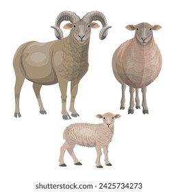 Sheep family ewe, ram and lamb. Set of male and female farm animals. Wool and meat production. Sheep breeding. Vector illustration isolated on a white background in a realistic style