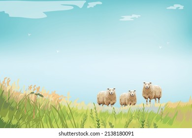 Sheep family and the green field view