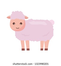 sheep farm animal