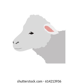 Sheep farm animal