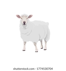 Sheep farm animal cattle icon, lamb livestock and mutton meat food product symbol. Cartoon isolated lamb sheep, butcher shop and farm market animal sign