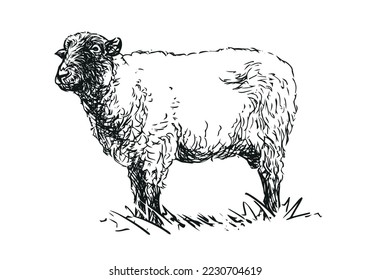 sheep - farm animal, hand drawn black and white vector illustration, isolated on white background