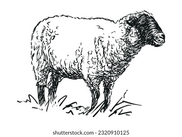 sheep - farm animal, hand drawn black and white vector illustration, isolated on white background