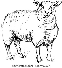 Sheep, farm animals. Farm, agriculture, village. Graphic illustration hand-drawn, doodle illustration. Isolated elements on a white background, sketch, engraving