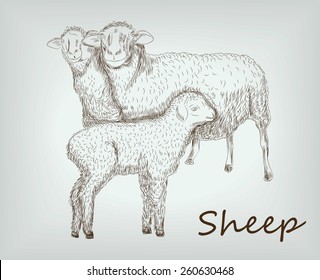 sheep is a farm animals. vector sketches