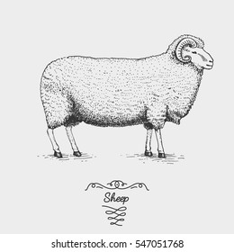 sheep farm engraved, hand drawn vector illustration in woodcut scratchboard style, vintage drawing domestic animal.