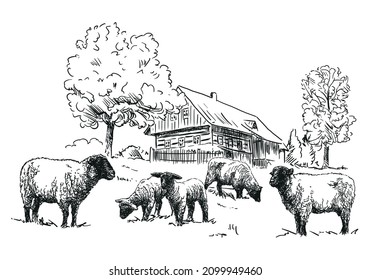 Sheep farm  