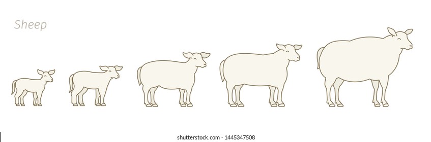 Sheep farm. Stages of mutton growth set. Breeding ewe. Wool lamb production raising. Yeanling grow up animation progression. Flat vector.