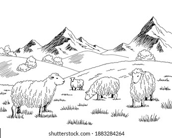 Sheep feeding grass in a meadow in the mountains graphic black white sketch illustration vector