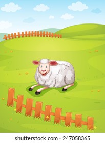 A sheep at the field